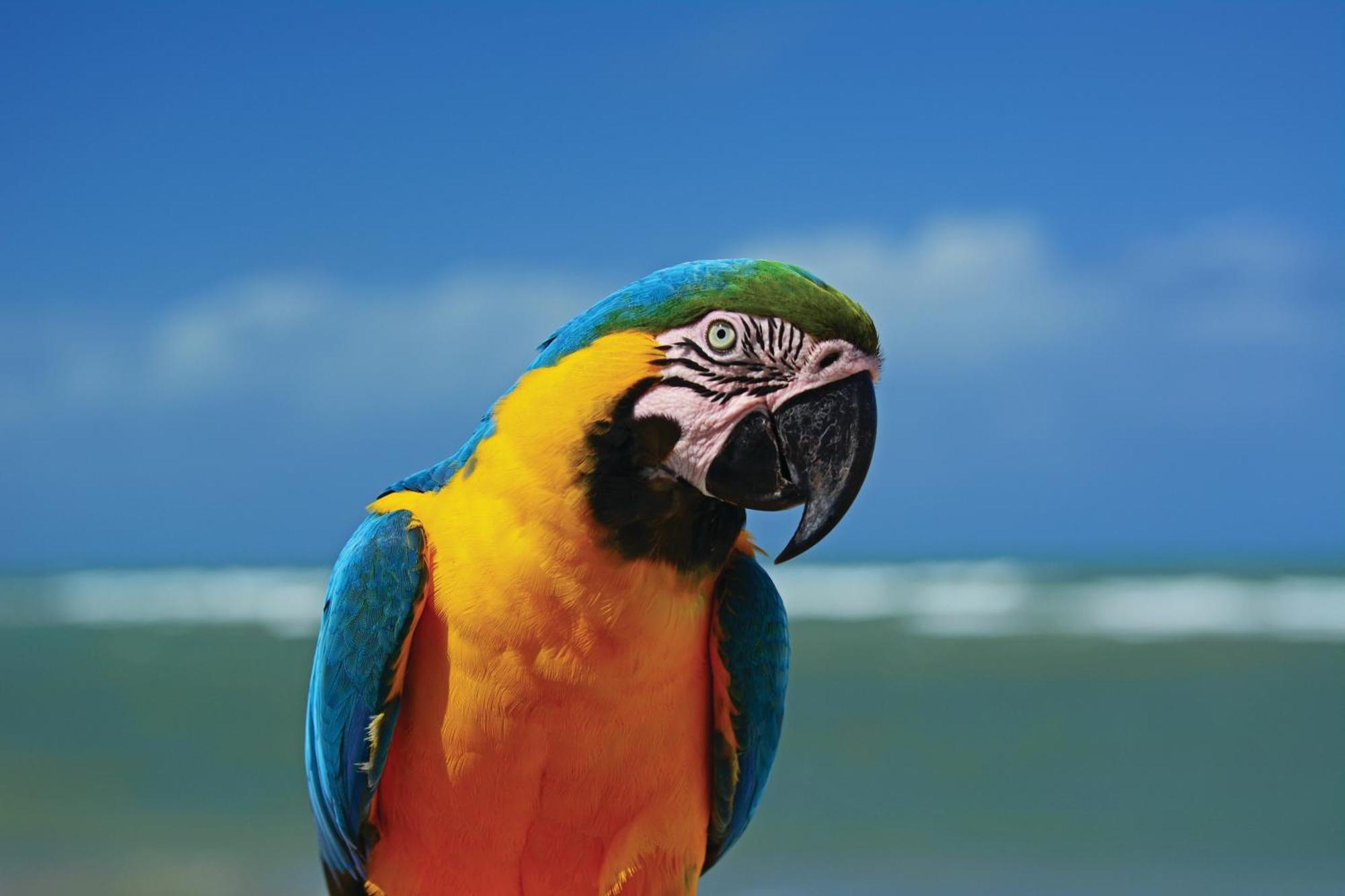 Serrambi Resort Porto de Galinhas Luaran gambar